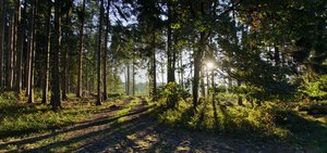 Bäume – (c) Heinrich Linse - pixelio.de Bäume – (c) Heinrich Linse - pixelio.de